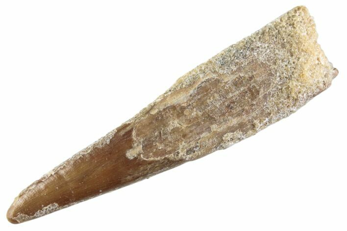 Fossil Pterosaur (Siroccopteryx) Tooth - Morocco #359989